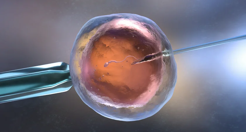 Illustrative image of in vitro fertilization (iStock / iLexx)