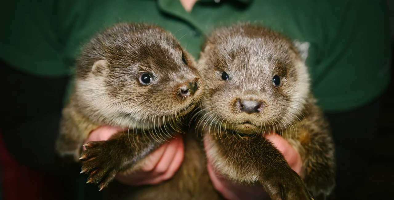 Baby Eurasian otters. Photo: Prague Wild Animal Rescue Station