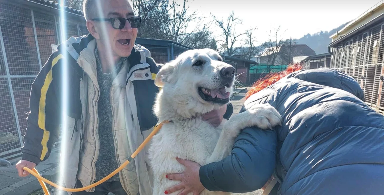 Heaven sent! Dog stolen in Balkans found on the streets of Prague