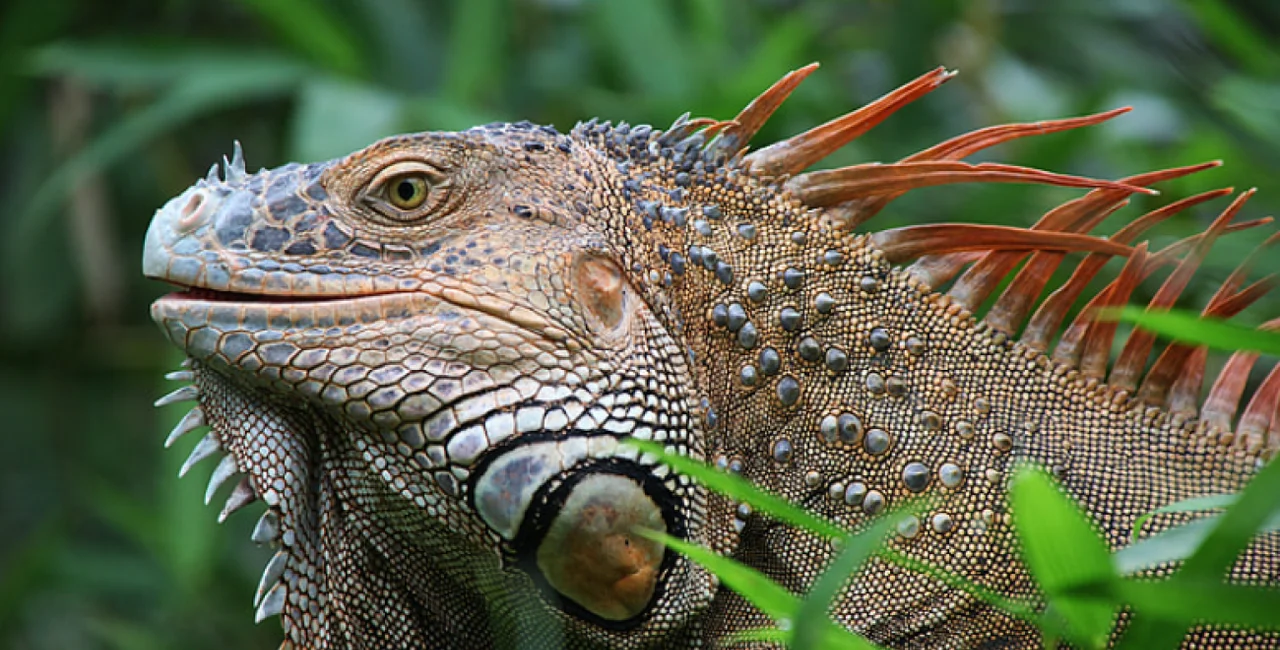 Public domain photo of iguana, via Hippo px