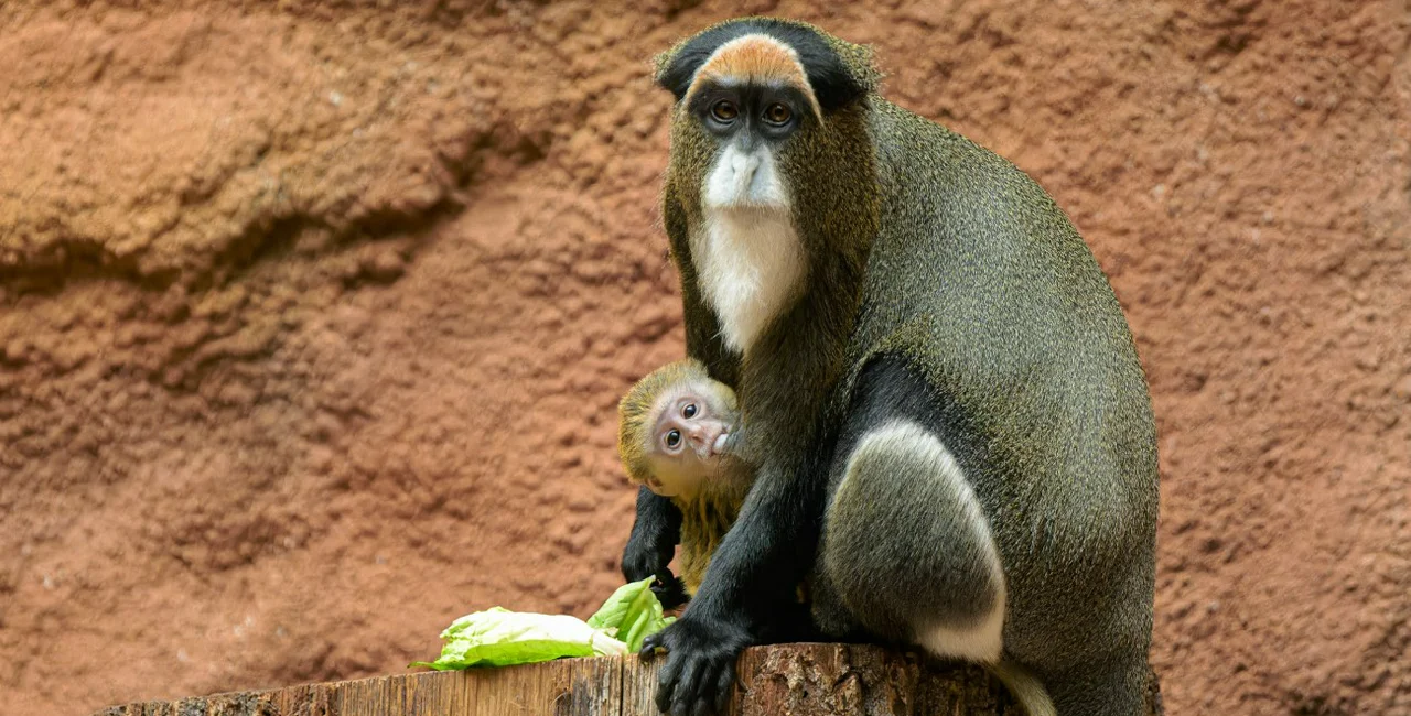 The baby De Brazza's monkey and his mother. Photo via Twitter/Prague Zoo.