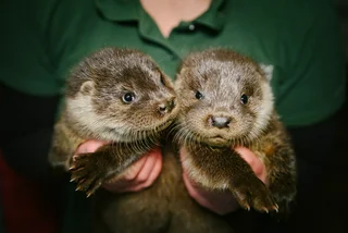 Baby Eurasian otters. Photo: Prague Wild Animal Rescue Station