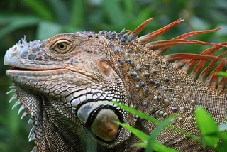 Public domain photo of iguana, via Hippo px