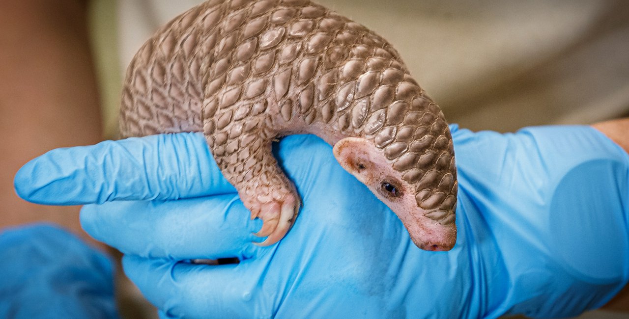 Help the Prague Zoo name its adorable baby pangolin Prague, Czech