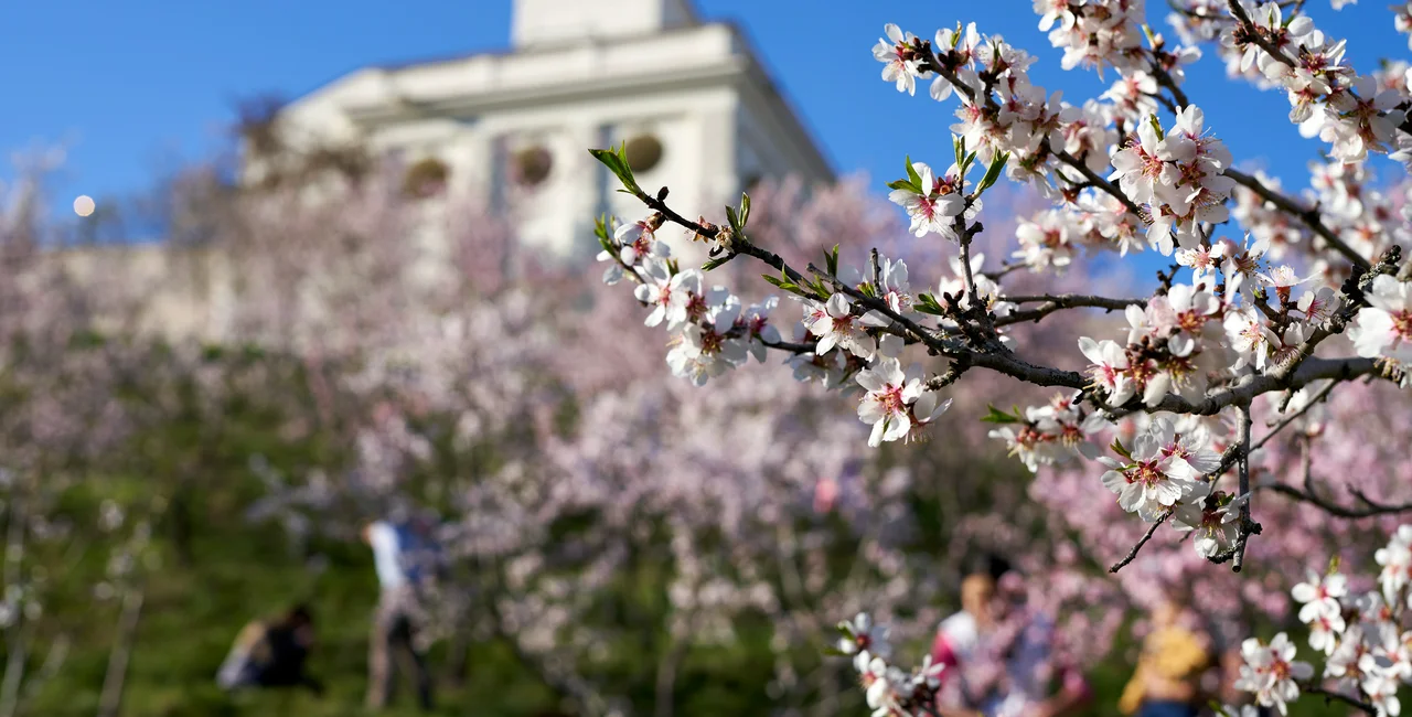 Cherry blossoms in Petřín. photo: iStock, Madeleine_Steinbach