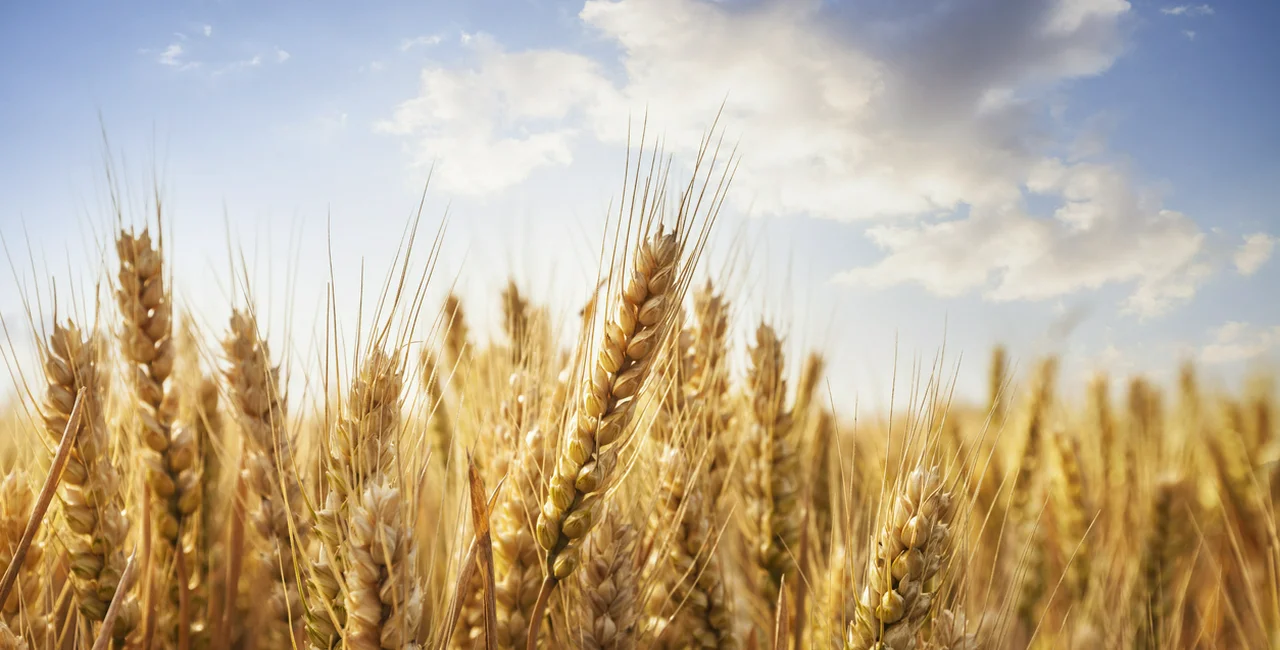 Czechia won't ban the import of grain and meat from Ukraine