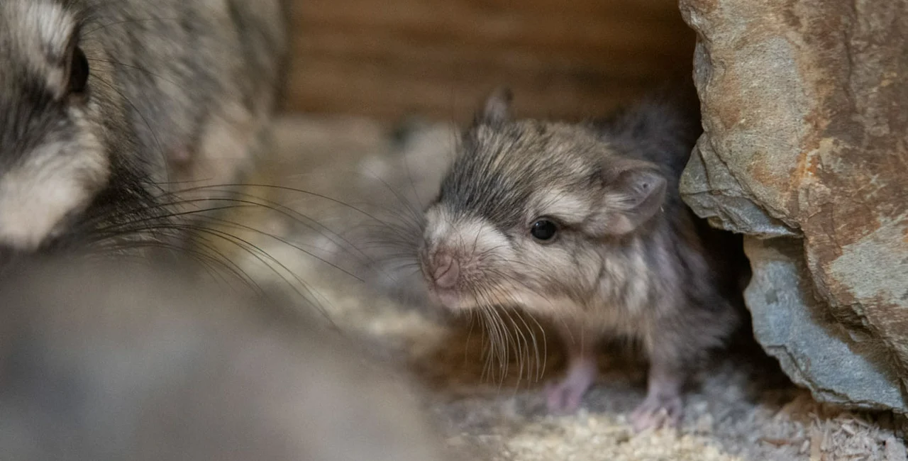 Rare viscacha, an adorable chinchilla-like animal, born at Czech zoo