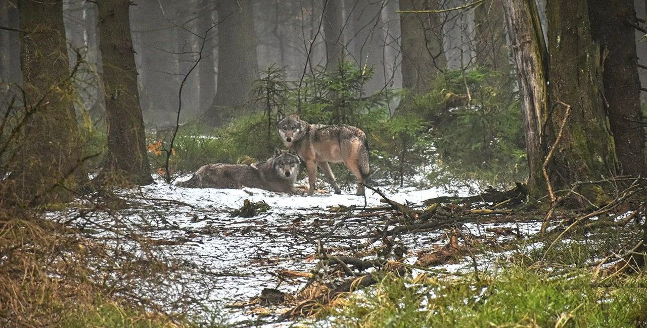 Wolves in the Krkonoše National Park. Photo: KNP, Tomáš Kopecký