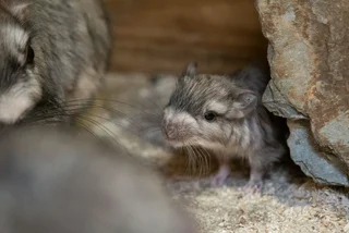 Rare viscacha, an adorable chinchilla-like animal, born at Czech zoo