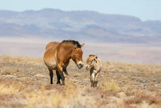 Prague Zoo to release Przewalski's horses into the wild in Kazakhstan