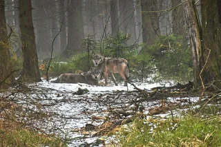 Wolves in the Krkonoše National Park. Photo: KNP, Tomáš Kopecký