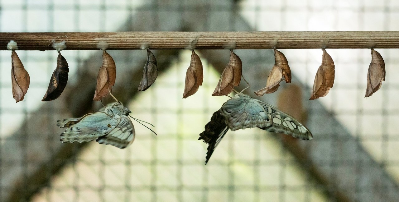 Culture this week Butterflies spring at Prague's Botanical