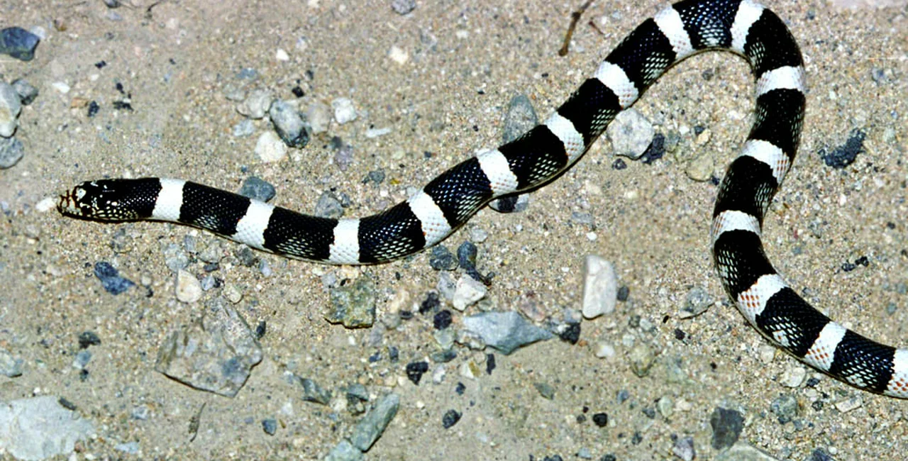 Western long-nose Snake in California. Photo via Flickr/tom spinker.