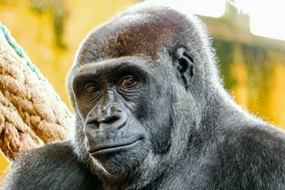 Prague Zoo gorilla Duni is expecting a baby