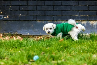 Pee-free from Prague to Poland: Czech dog urinals go global