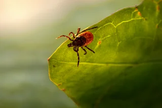 Risk map places all of Czechia on high alert for ticks this weekend