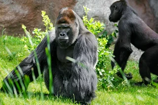 VIDEO OF THE WEEK: Gorillas have rough and tumble at Prague Zoo
