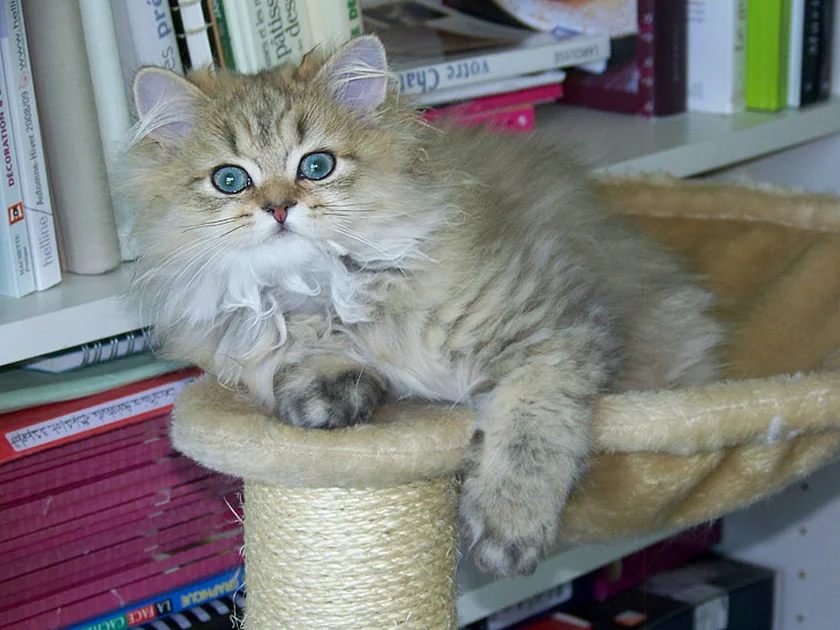 Persian cat via Hippopx
