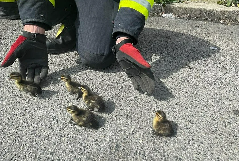 Rescued baby ducks. Photo: Facebook, Metropolitan Police