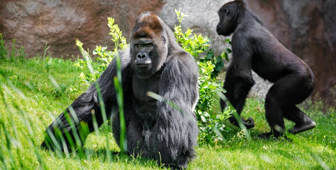 VIDEO OF THE WEEK Gorillas Have Rough And Tumble At Prague Zoo video-of-the-week-gorillas-have-rough-and-tumble-at-prague-zoo
