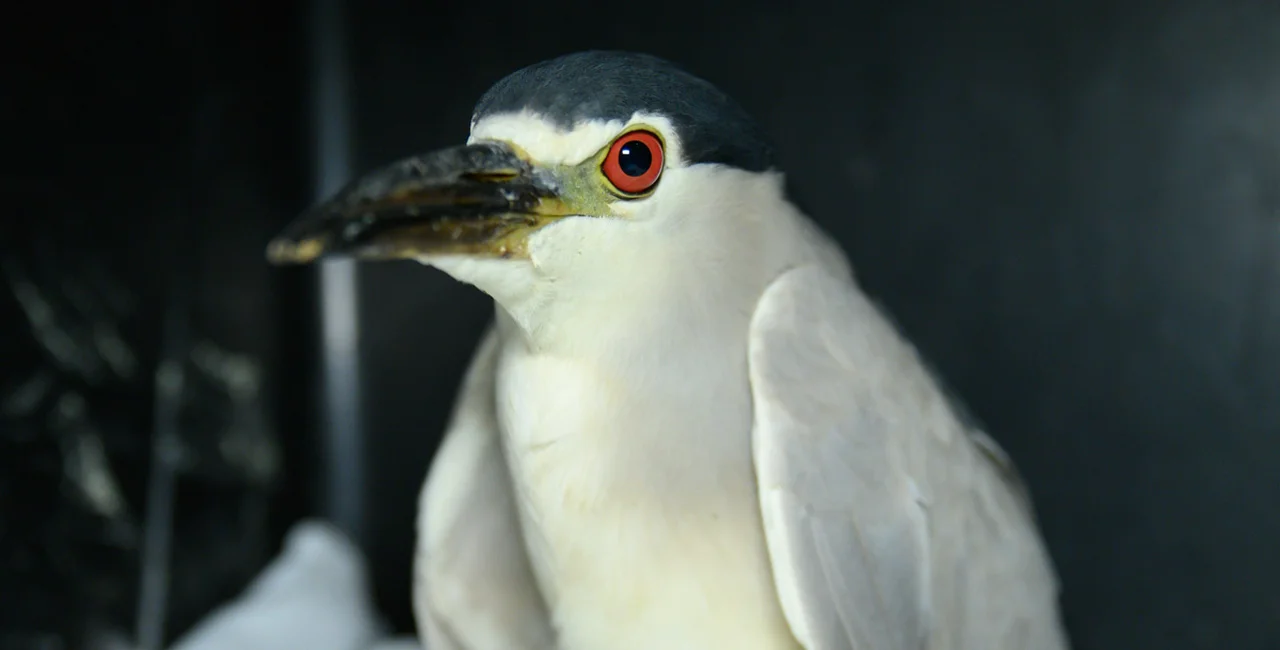 Night heron while he was recovering. Photo: Prague Wild Animal Rescue Station
