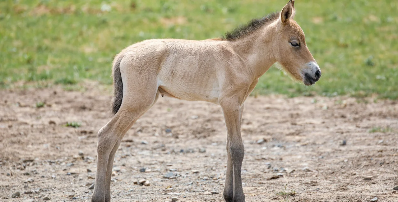 Endangered Przewalski's horse foal born at new grazing grounds in Prague