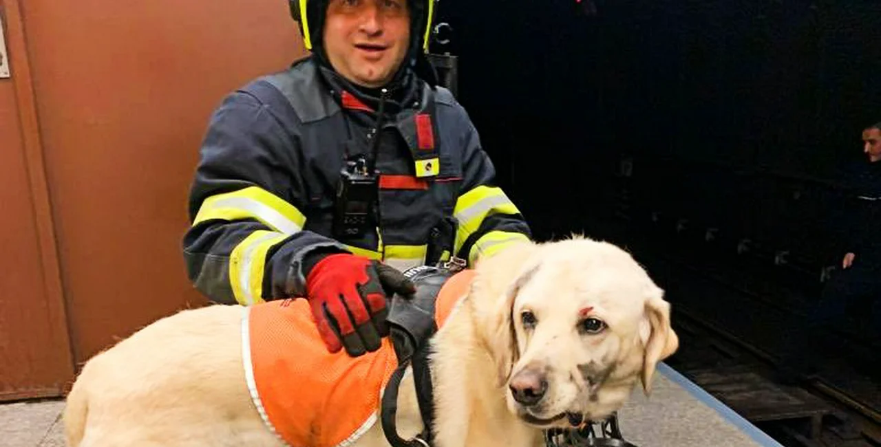 Prague metro service halted after blind woman and guide dog fall onto tracks