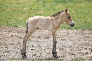 Endangered Przewalski's horse foal born at new grazing grounds in Prague