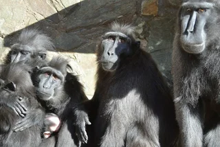Děčín Zoo reopens despite escaped monkeys still on the loose