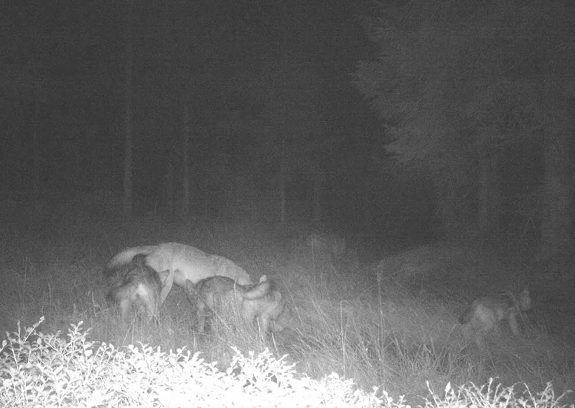 A mother wolf with cubs at night. Photo: Šumava National Park