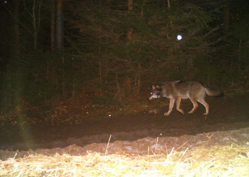 Wolf pictured by a photo trap. Photo: Šumava National Park