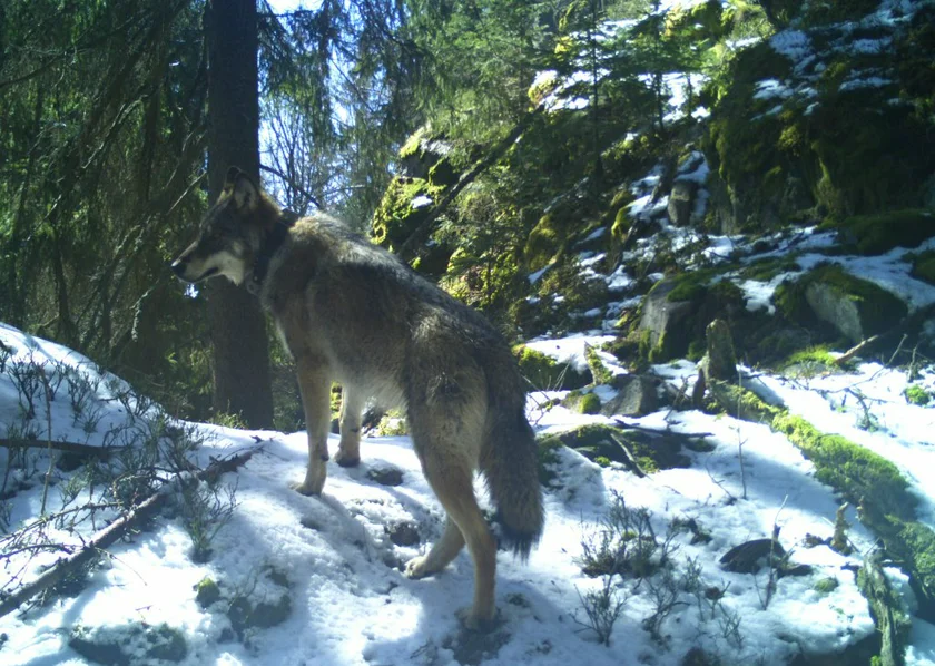 Wolf pictured by a photo trap. Photo: Šumava National Park