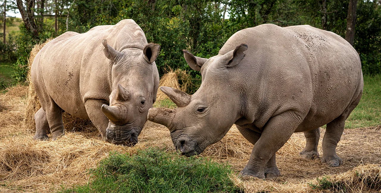 The last two northern white rhinos. Photo: Safaripark.cz