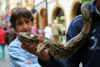 Police shut down snake-handling tourist attraction near Charles Bridge