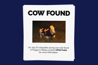 Prague police recount capturing lost cow in punny social media post