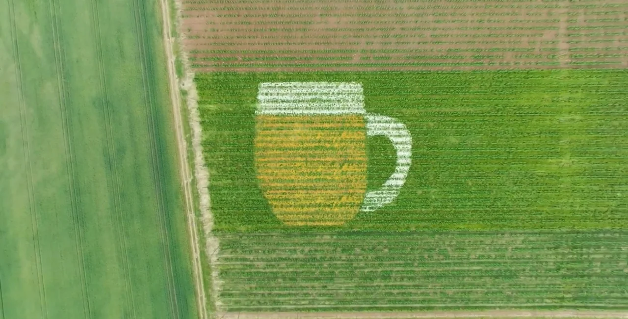 Flowers for Hops: Giant mug of beer helps nourish Czech hop farm