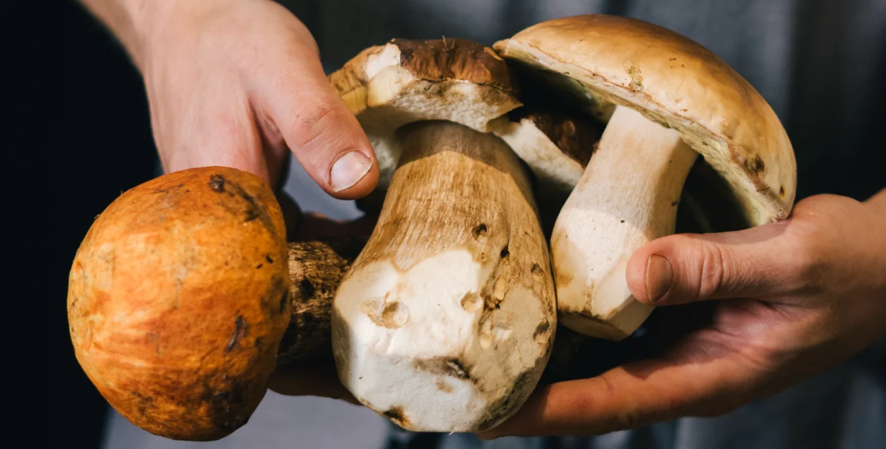 In the Czech forest: 10 useful tips for mushroom pickers