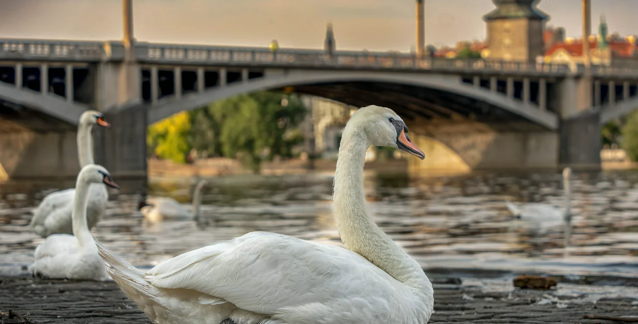 Swans on Prague's Vltava river. Photo: iStock / Wirestock