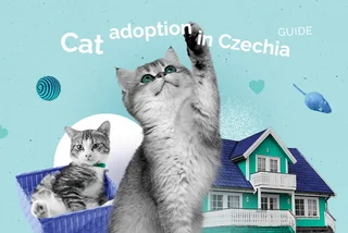 Find your purr-fect companion: A complete guide to cat adoption in Czechia