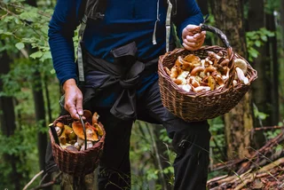 Recent rainfall gives Czechia's mushroom bounty a boost – here's where and when to pick