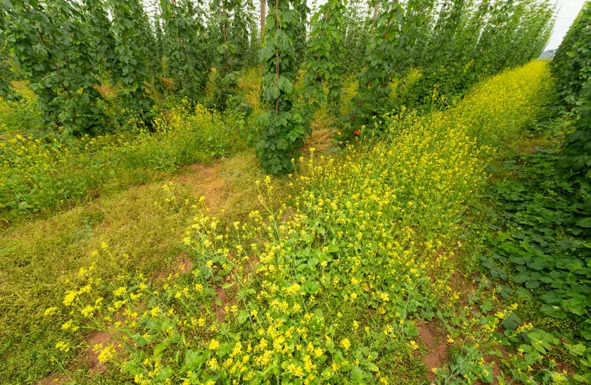 Flowers for Hops project. Photo: Pilsner Urquell