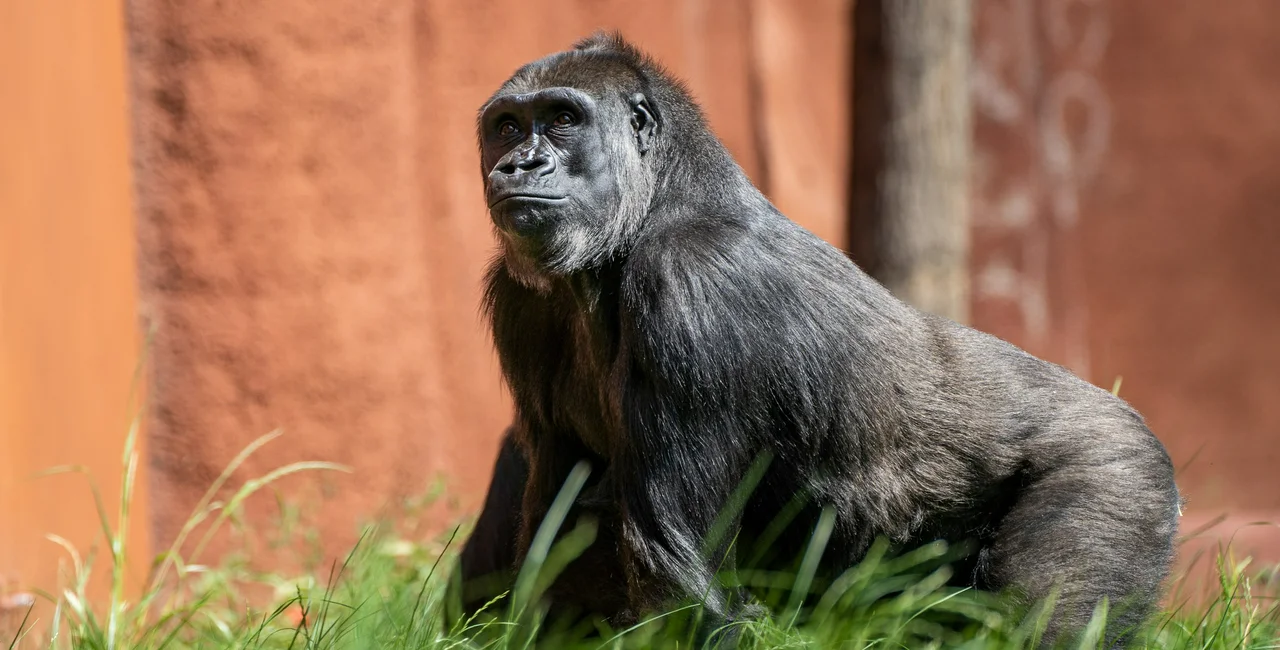Prague Zoo celebrates 60 years of gorillas on World Gorilla Day