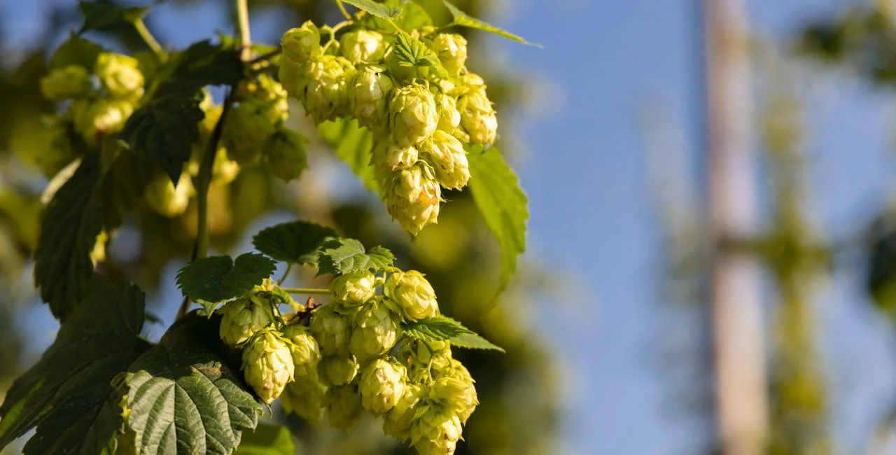 Hop field in Zateč - Getty Images