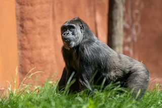 Prague Zoo celebrates 60 years of gorillas on World Gorilla Day