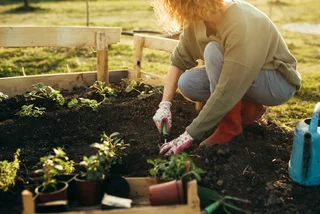 The pandemic spurred global interest in gardening, finds Czech researcher