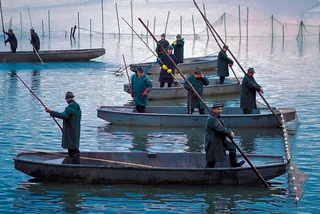 Fishermen descend on Czechia's largest pond for centuries-old carp harvest tradition
