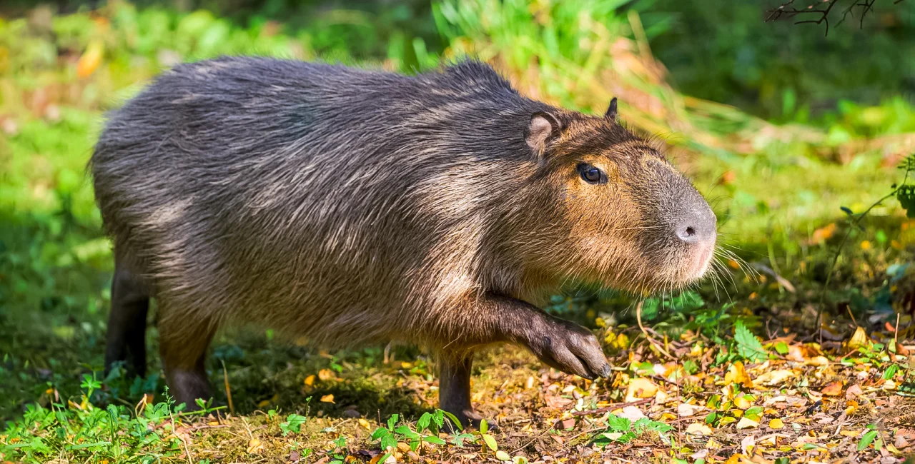 An Unlikely Internet Star: The 'Capybara' Rodent Takes Social