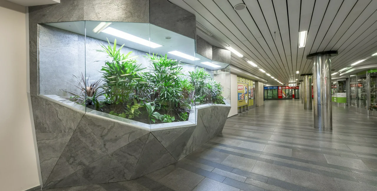 Prague's green line gets greener with new plant life at Můstek metro station