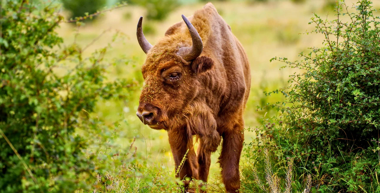 Wisent cow in the Milovice heavy ungulates wild life refuge/photo: Michal Köpping - Wikipedia Commons