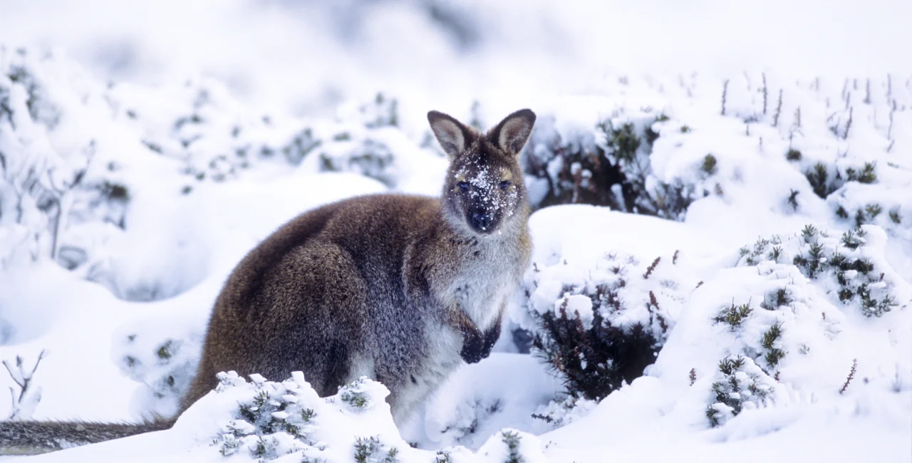 Kangaroo in the snow. Illustrative photo: iStock / keiichihiki